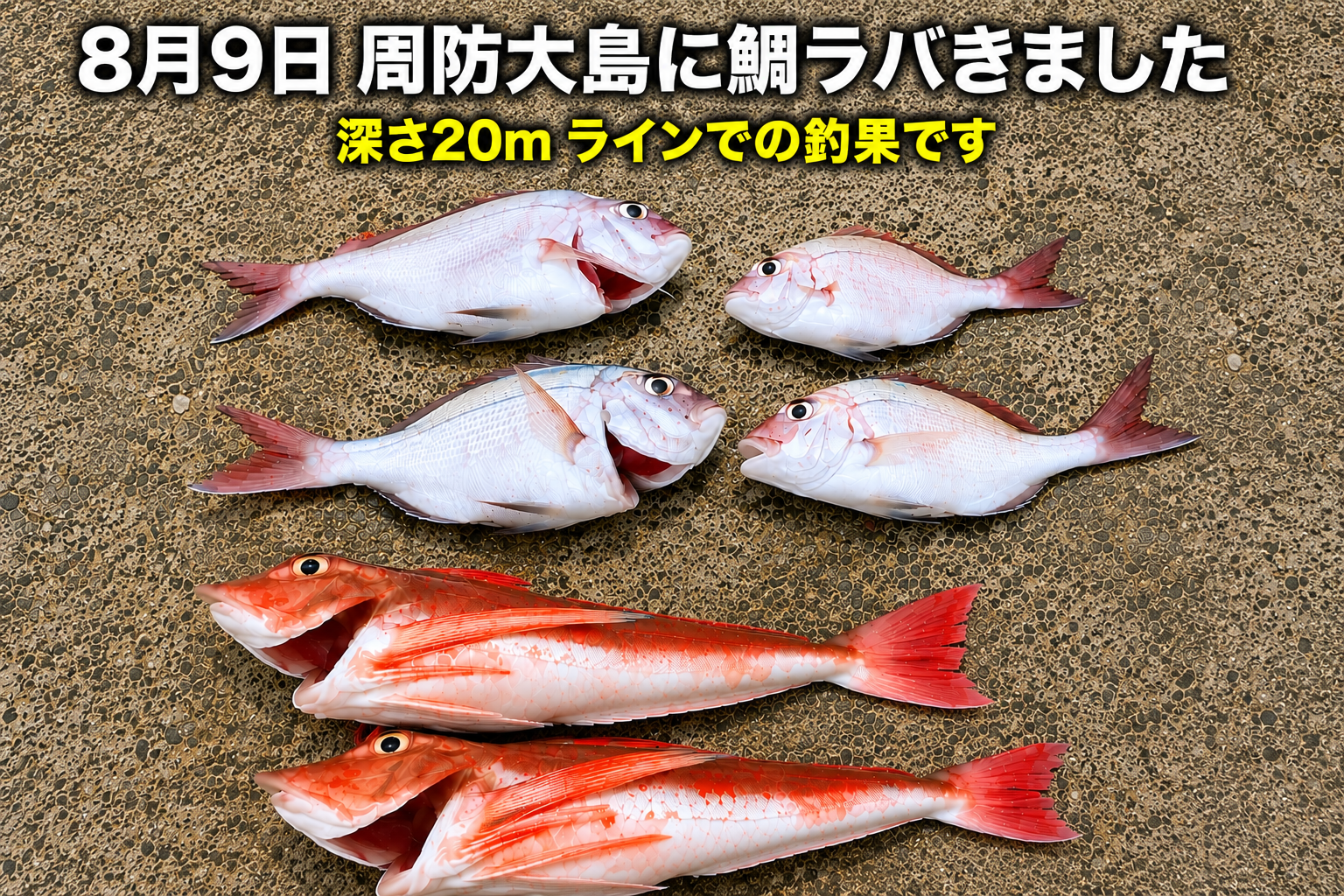 真鯛・ホウボウ｜るん太郎