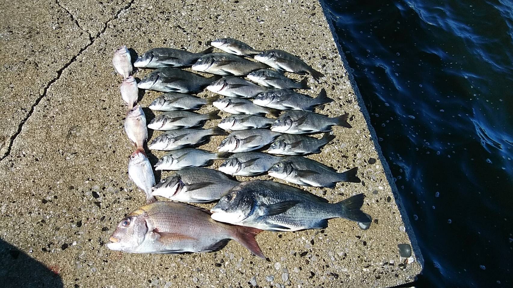 クロダイ｜草津紀州釣り倶楽部