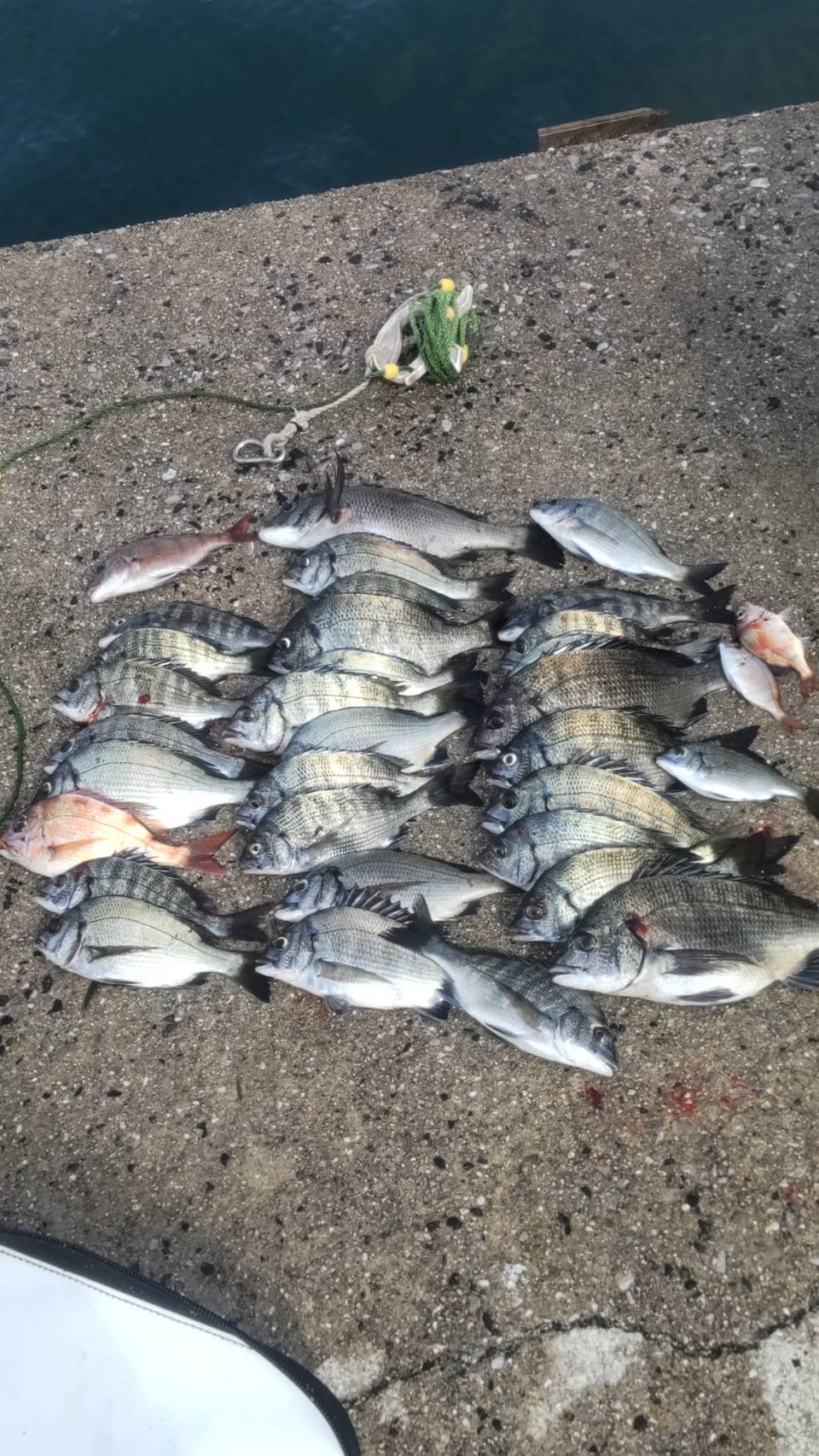 チヌ　真鯛｜草津紀州釣り倶楽部